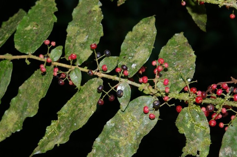Miconia neosecundiflora photo 4