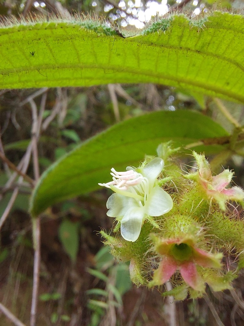 Miconia neourceolata