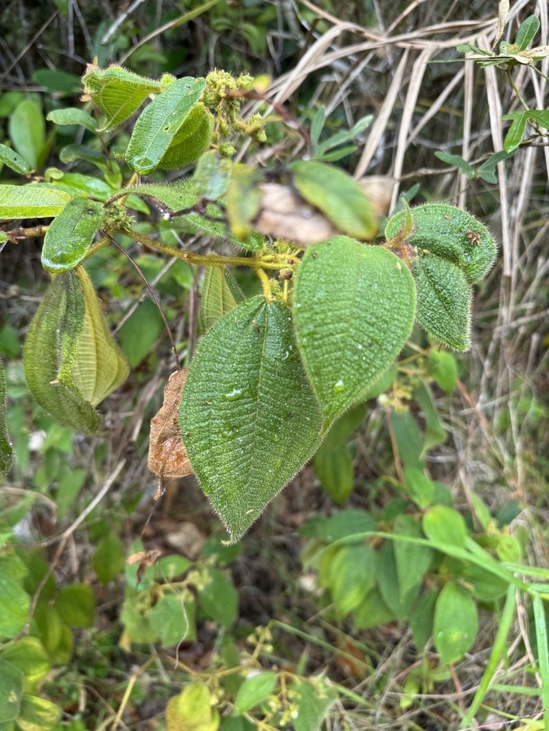 Miconia neourceolata photo 2
