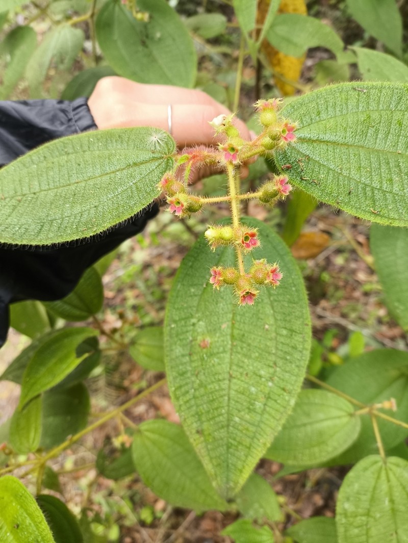 Miconia neourceolata photo 3