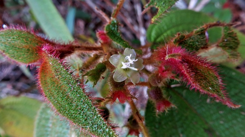 Miconia neourceolata photo 7