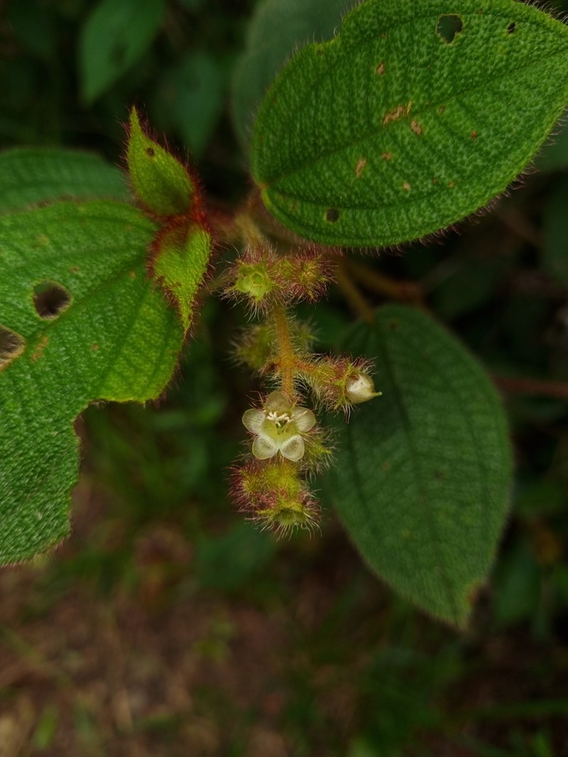 Miconia neourceolata photo 8
