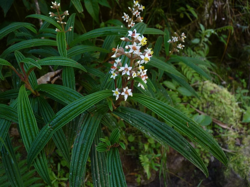 Miconia nervosissima