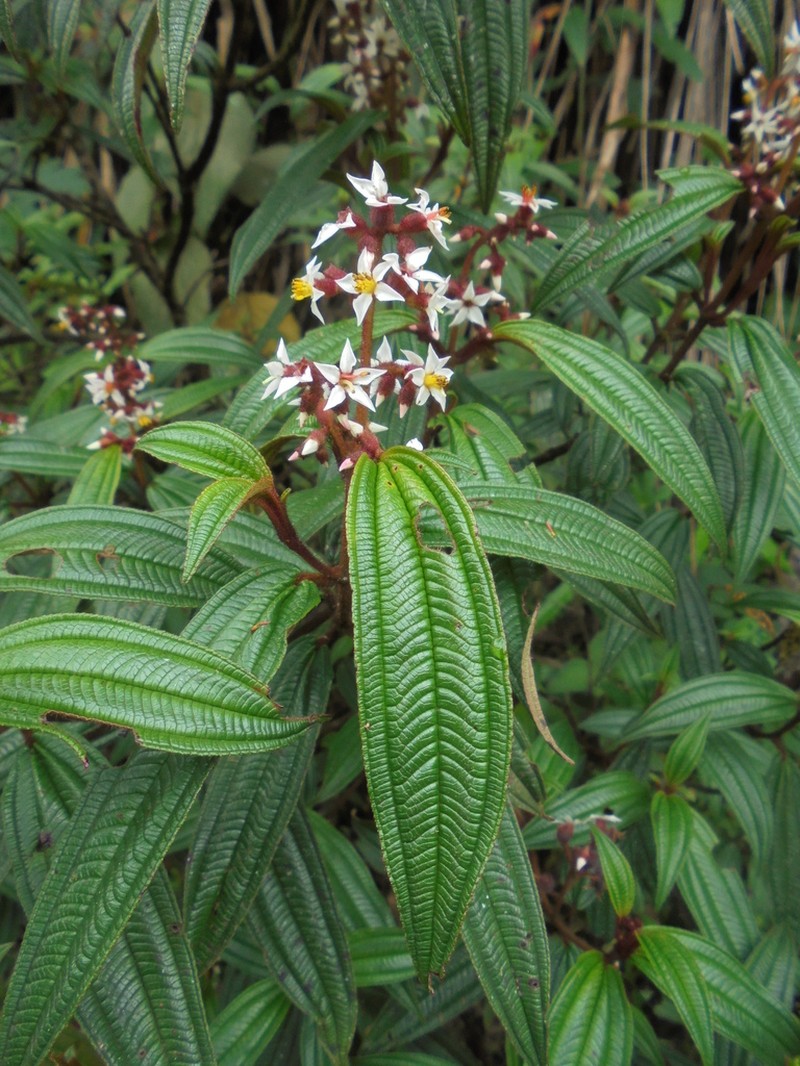 Miconia nervosissima photo 2