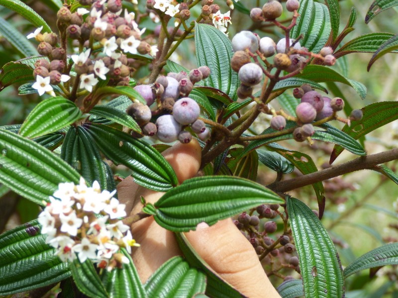 Miconia nervosissima photo 3