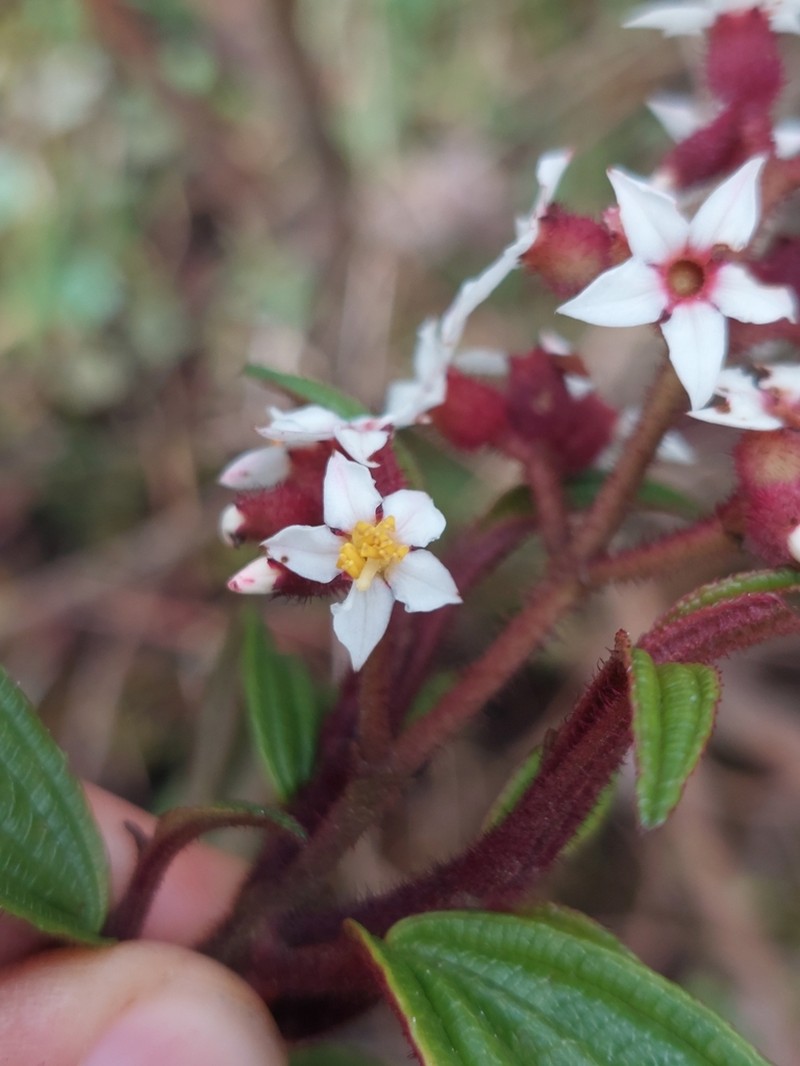 Miconia nervosissima photo 4