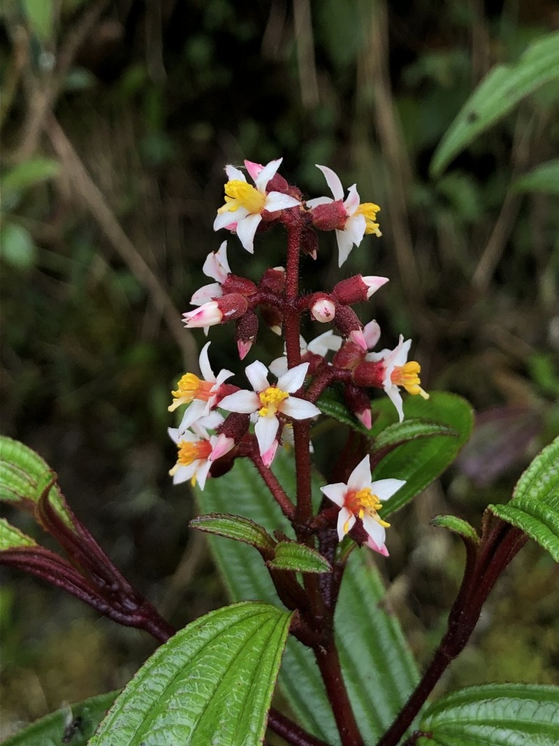 Miconia nervosissima photo 5