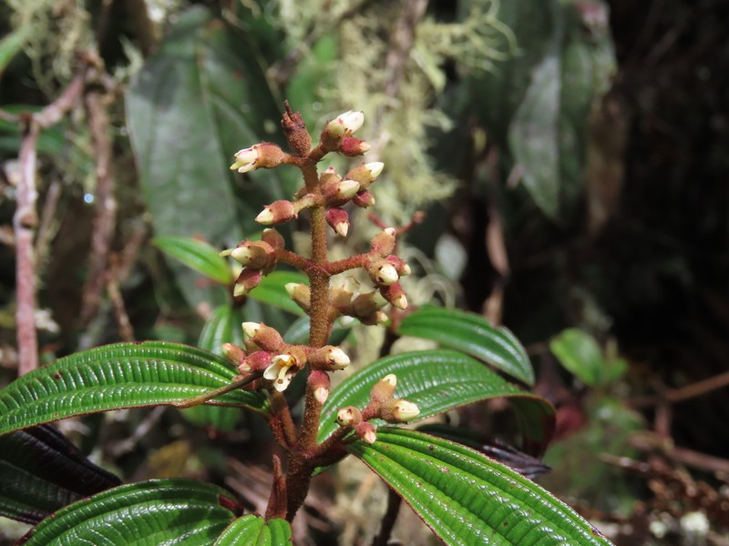 Miconia nervosissima photo 6