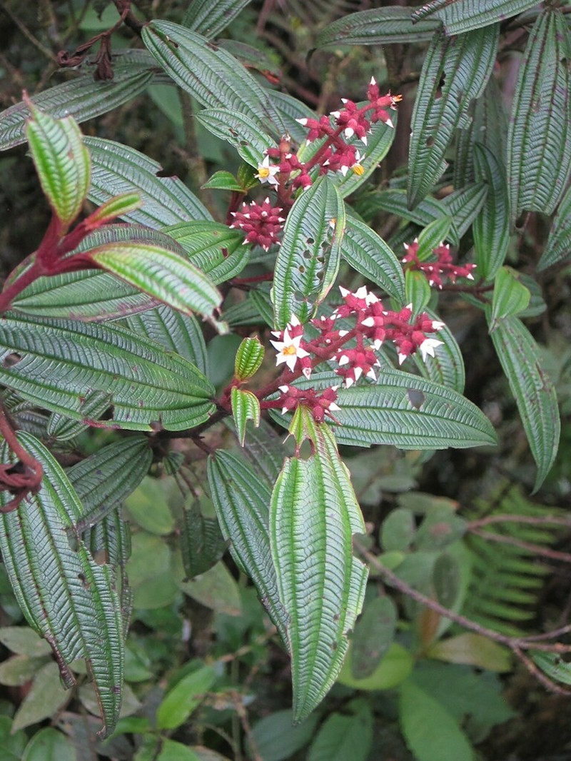 Miconia nervosissima photo 7