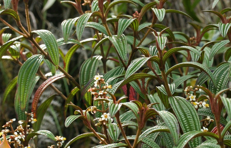 Miconia nervosissima photo 8