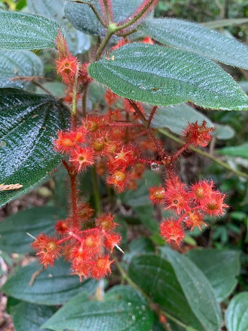 Miconia nianga