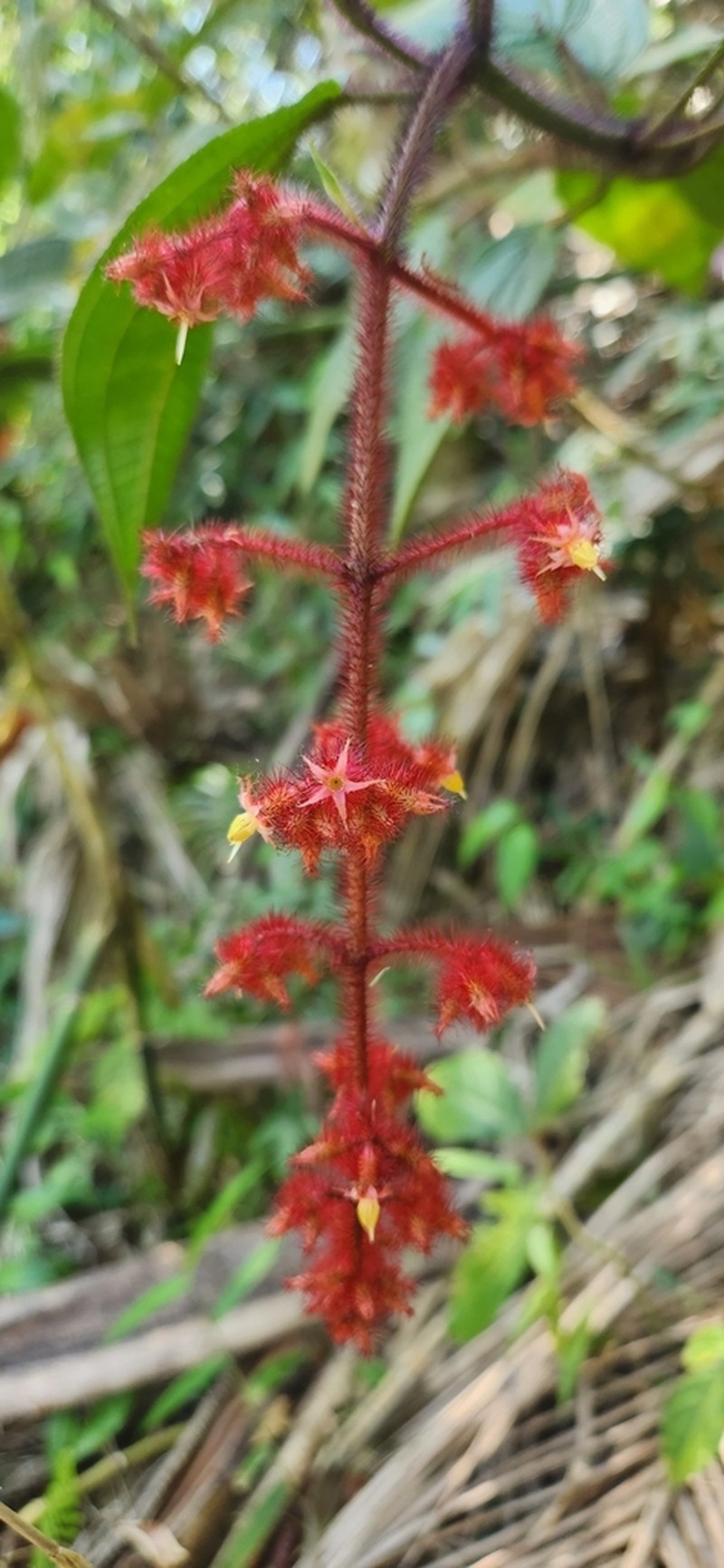 Miconia nianga photo 3