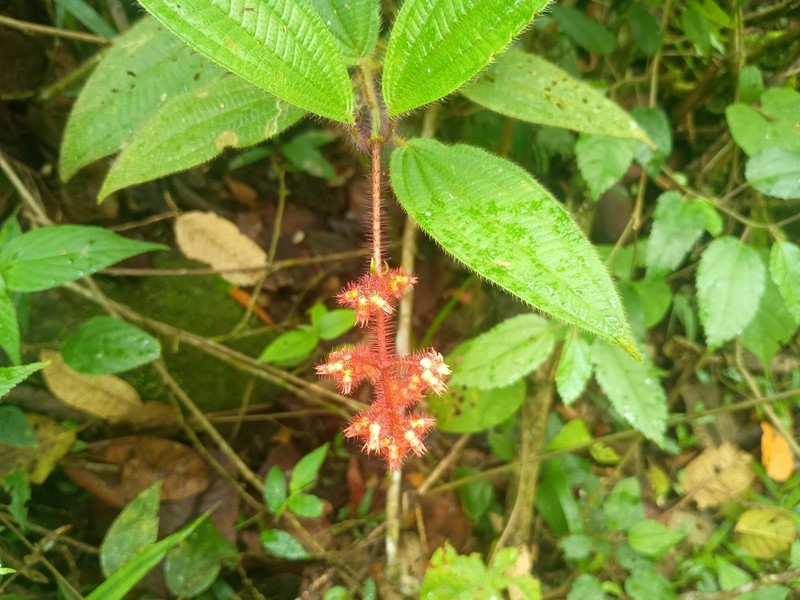 Miconia nianga photo 4