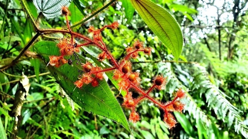 Miconia nianga photo 6
