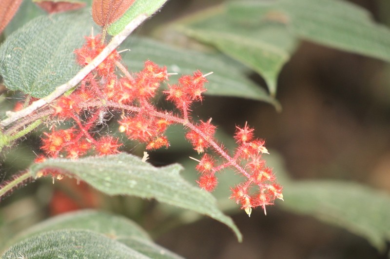 Miconia nianga photo 8