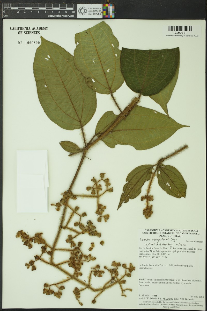 Miconia niangaeformis