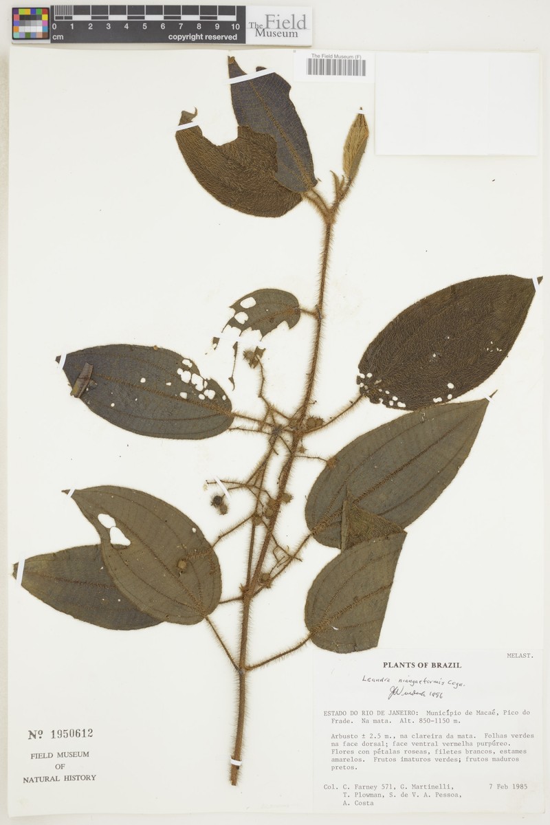 Miconia niangaeformis photo 2