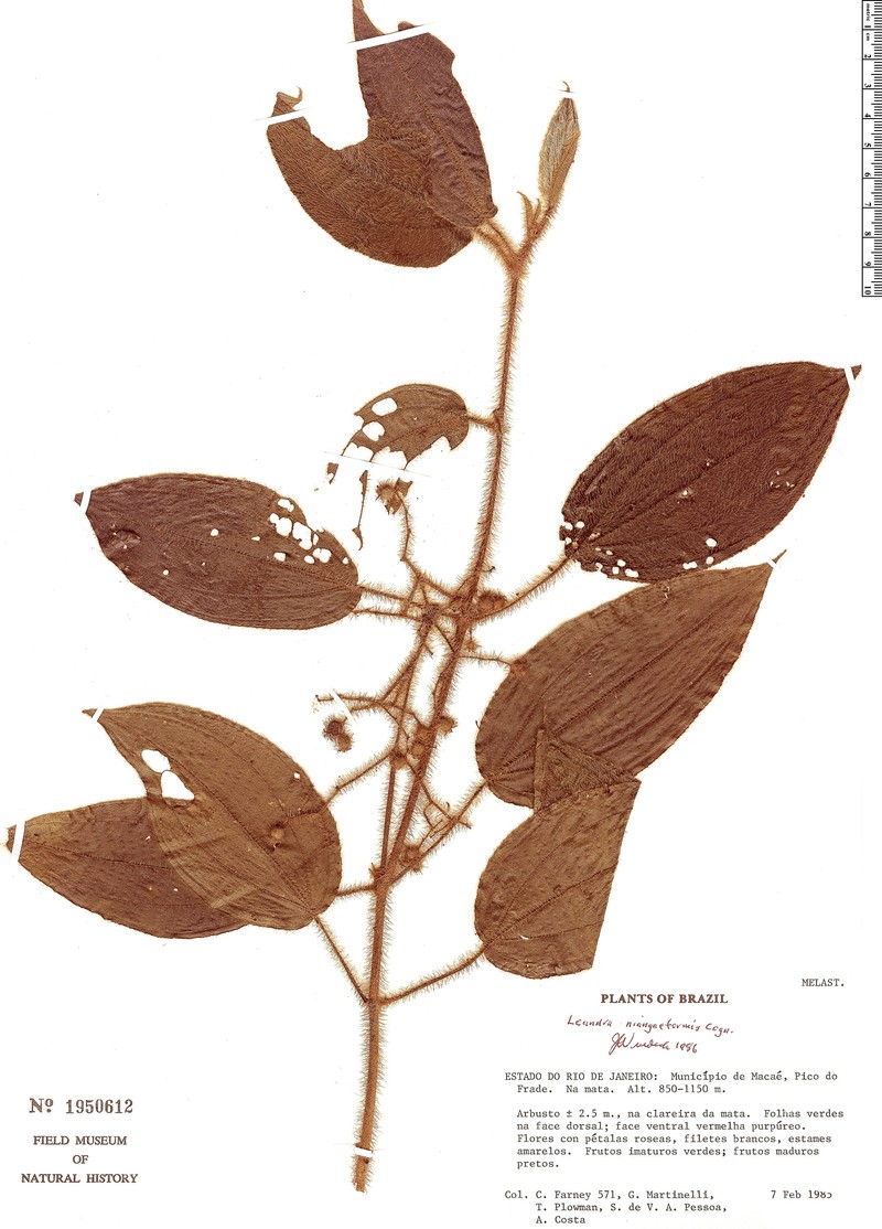 Miconia niangaeformis photo 3