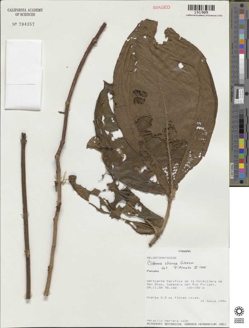 Miconia oblonga