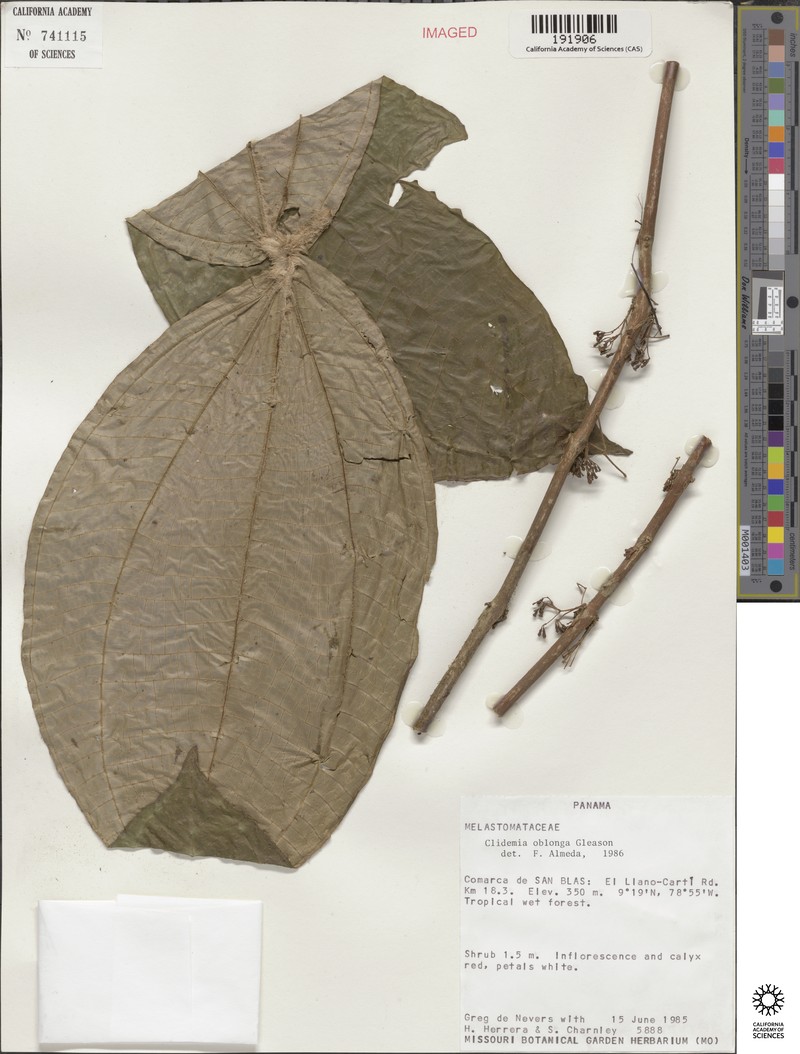 Miconia oblonga photo 3