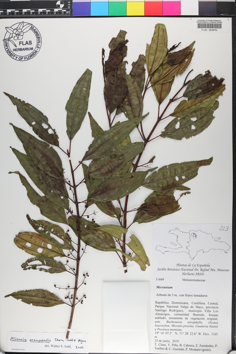 Miconia ocampensis