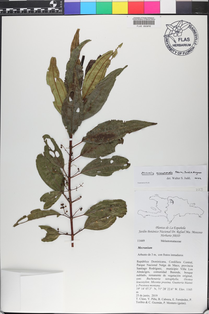 Miconia ocampensis photo 2