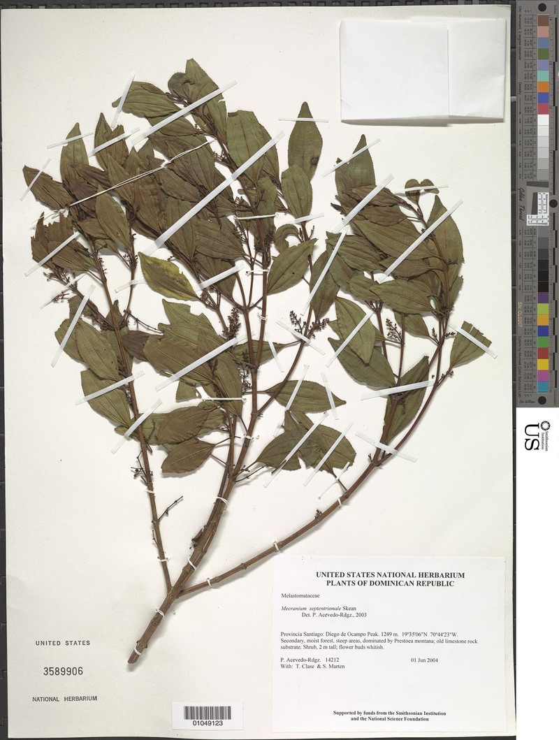 Miconia ocampensis photo 3