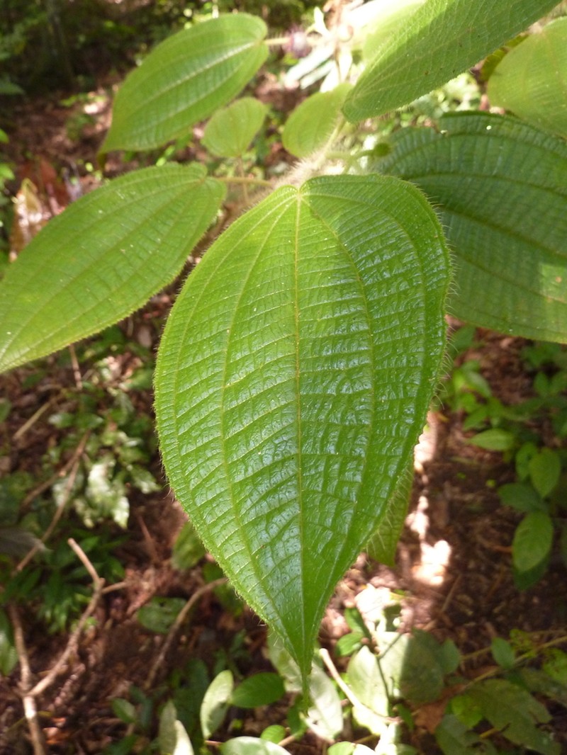 Miconia octona
