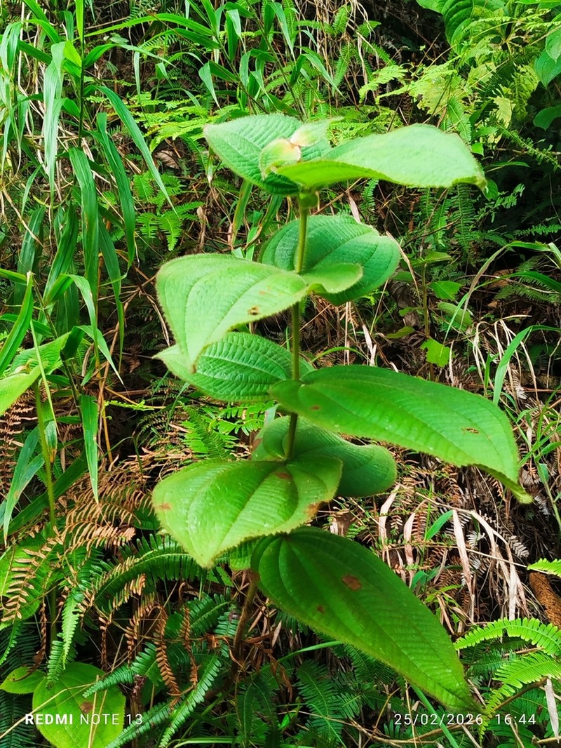 Miconia octona photo 2