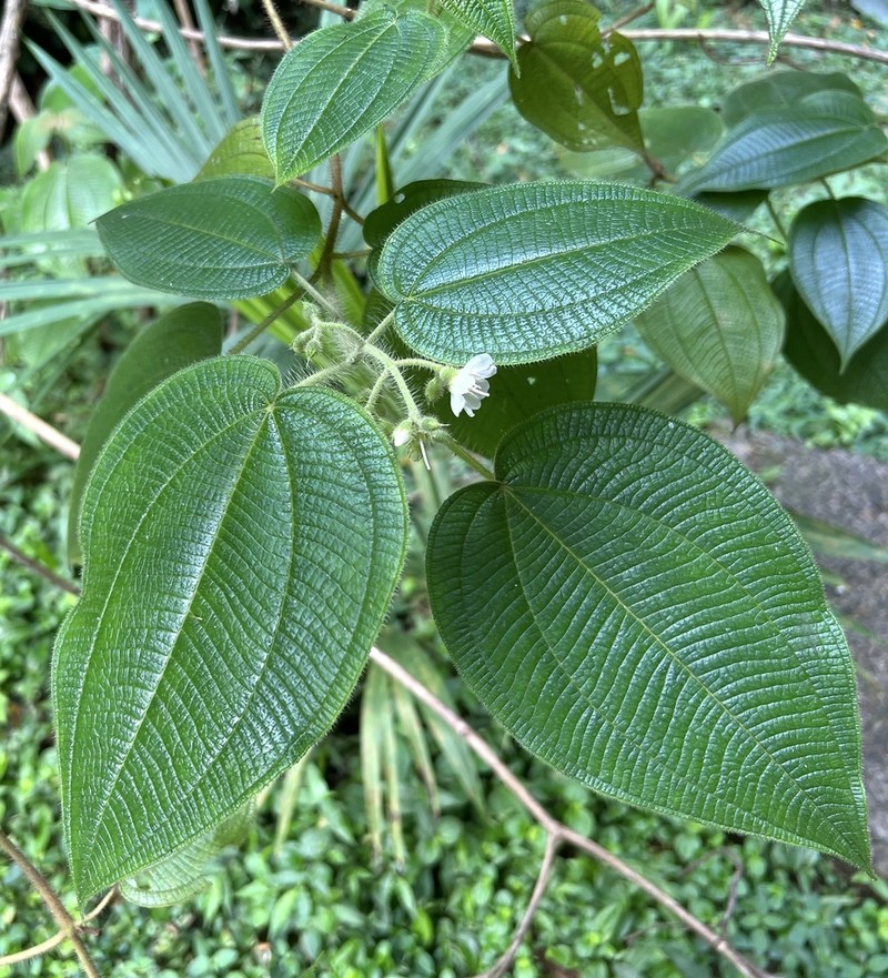 Miconia octona photo 3