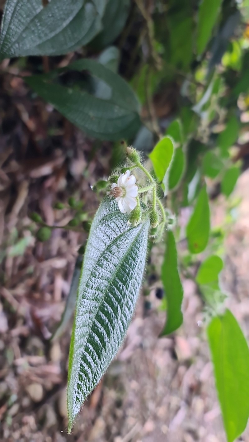 Miconia octona photo 5