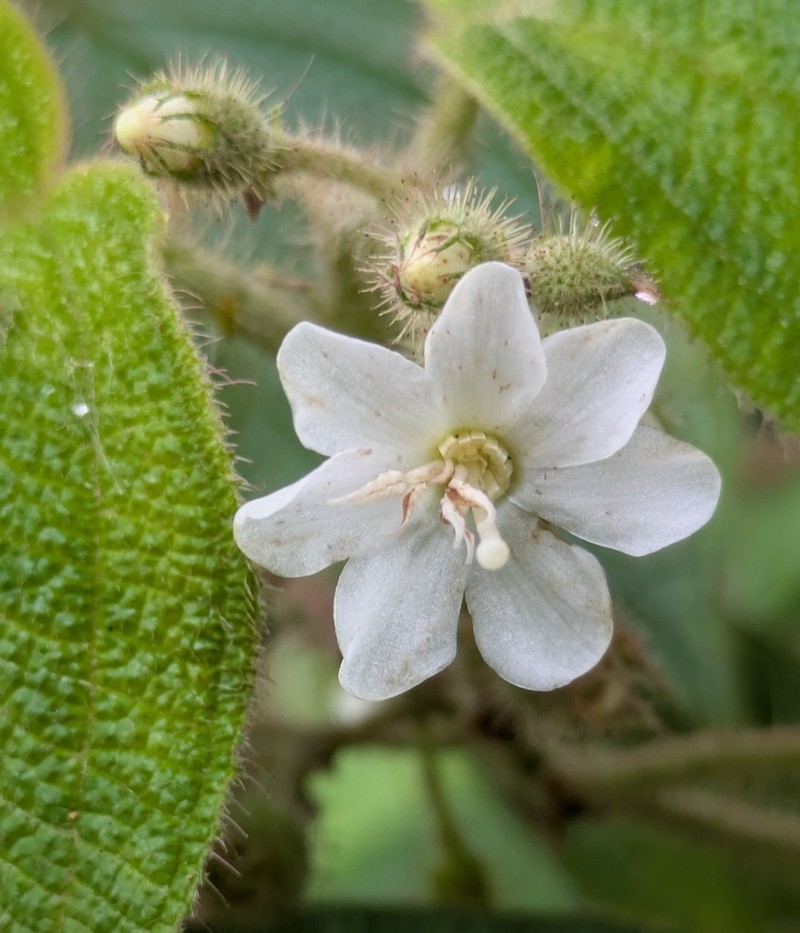 Miconia octona photo 6