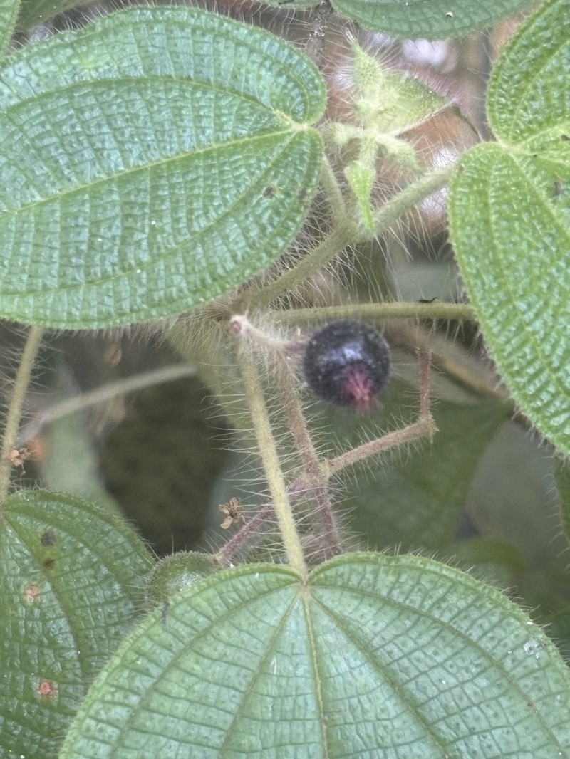 Miconia octona photo 7