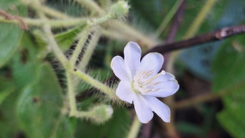 Miconia octona photo 8