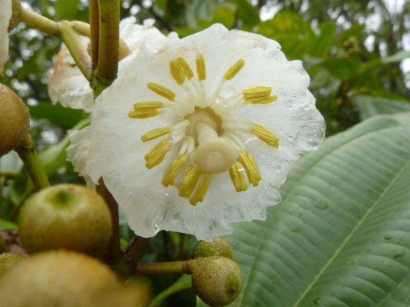 Miconia oerstediana