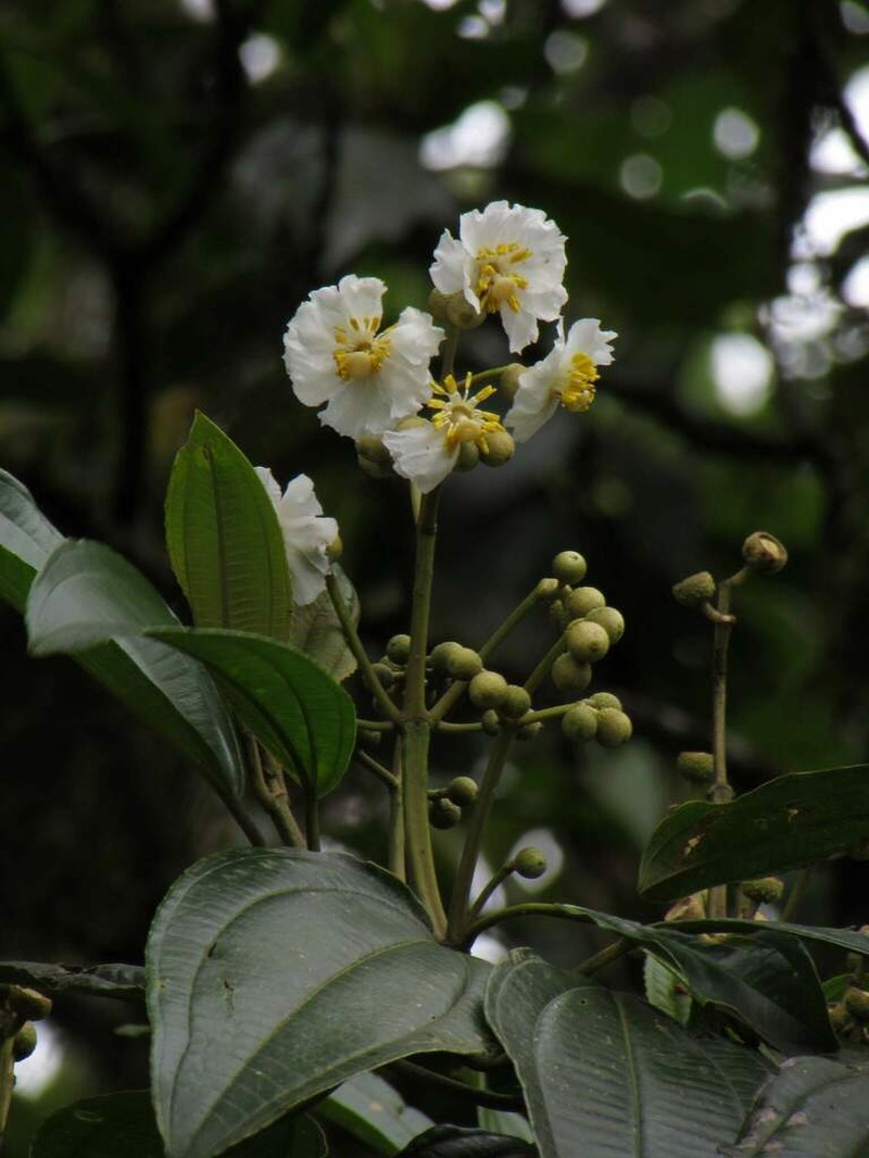 Miconia oerstediana photo 2