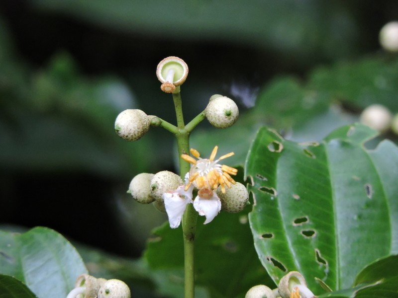 Miconia oerstediana photo 4