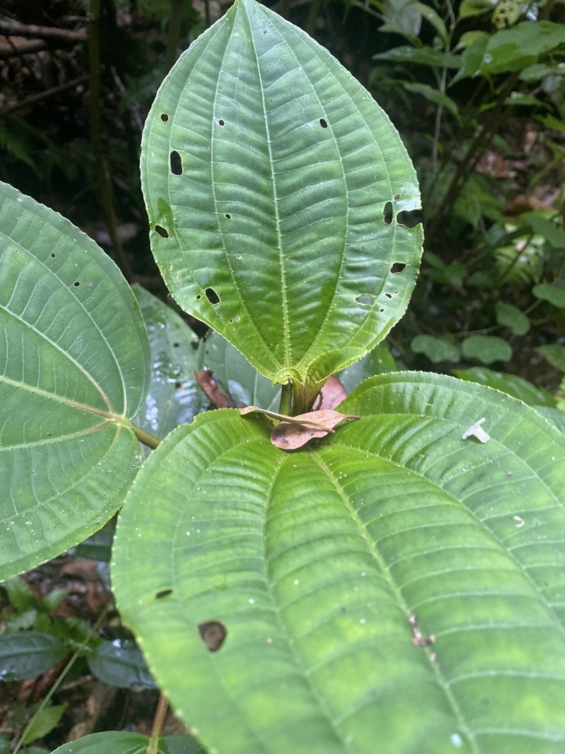 Miconia oerstediana photo 5
