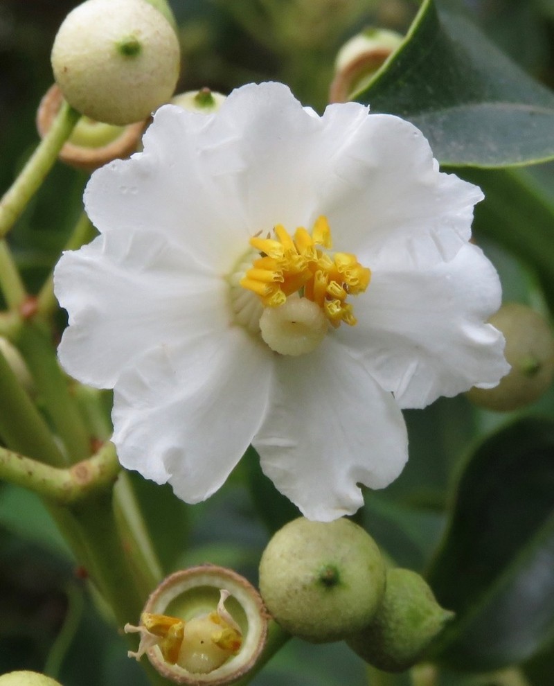 Miconia oerstediana photo 6