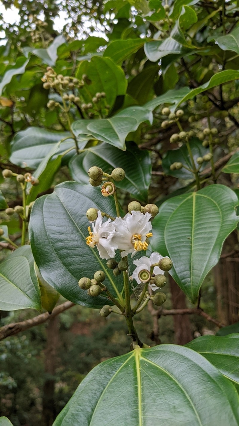 Miconia oerstediana photo 7