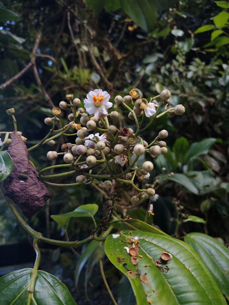 Miconia oerstediana photo 8