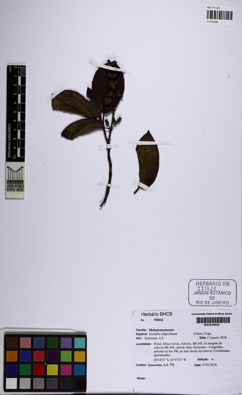 Miconia oligochaeta