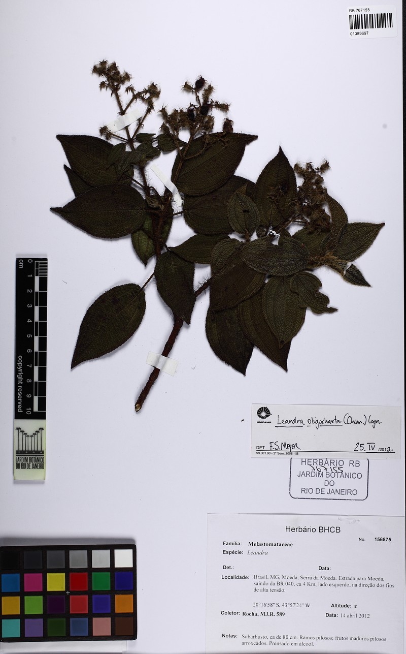 Miconia oligochaeta photo 2
