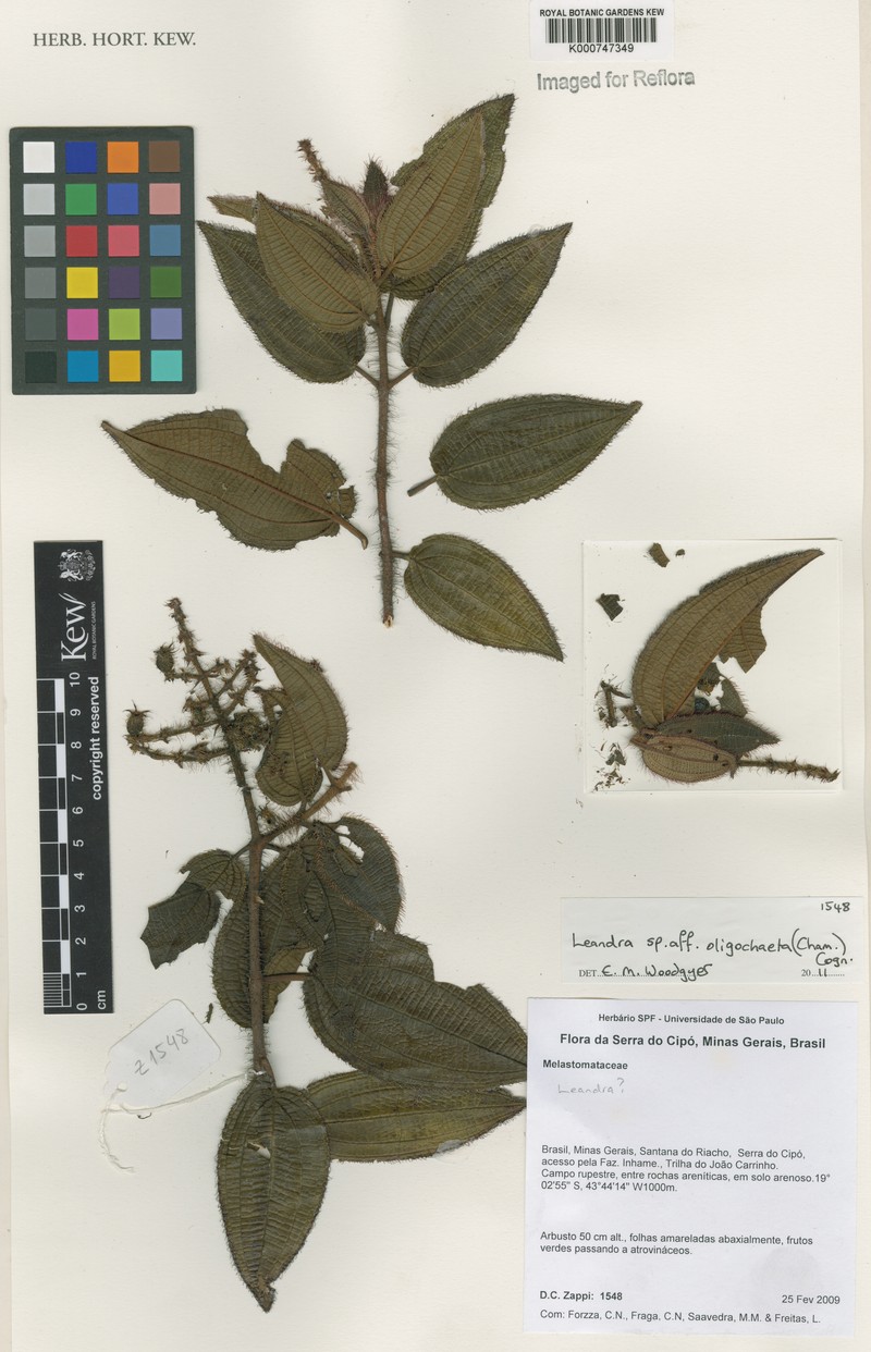 Miconia oligochaeta photo 3
