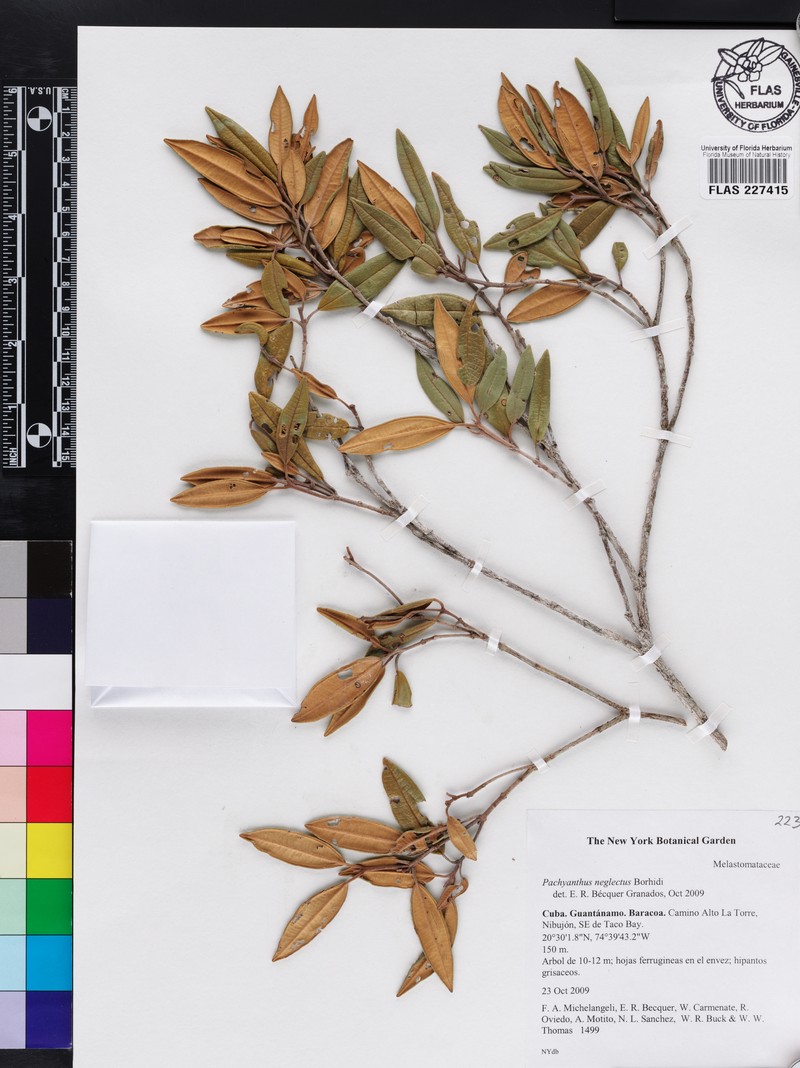 Miconia omissa