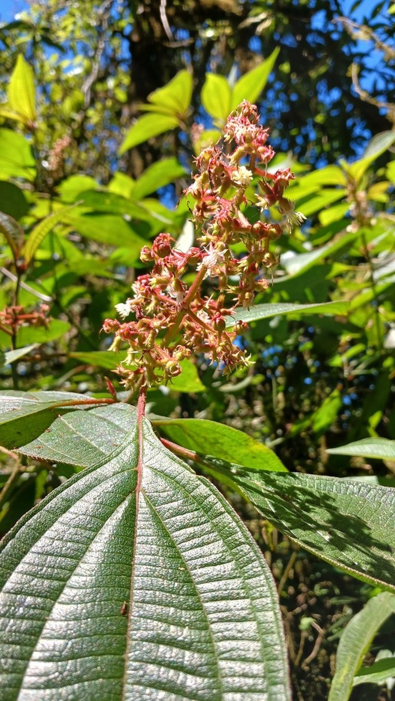 Miconia oocarpa
