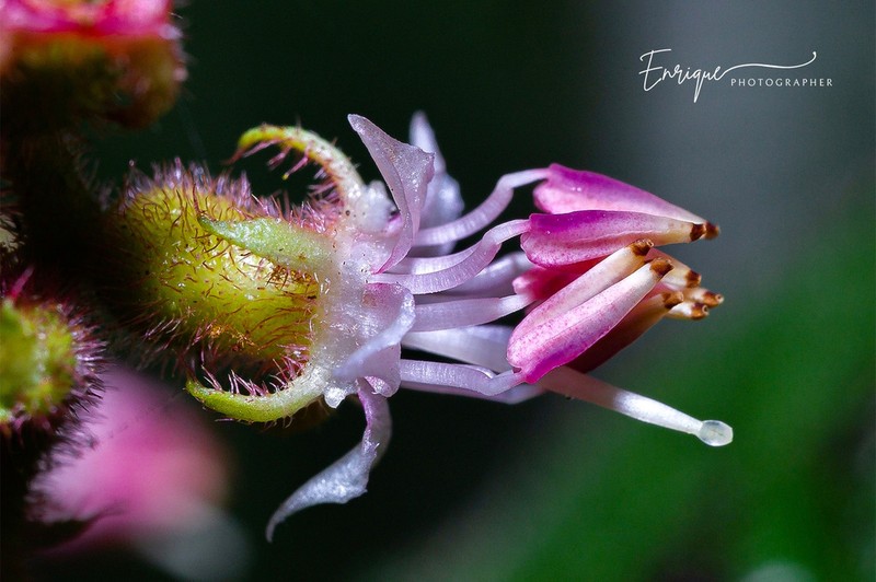 Miconia oocarpa photo 2