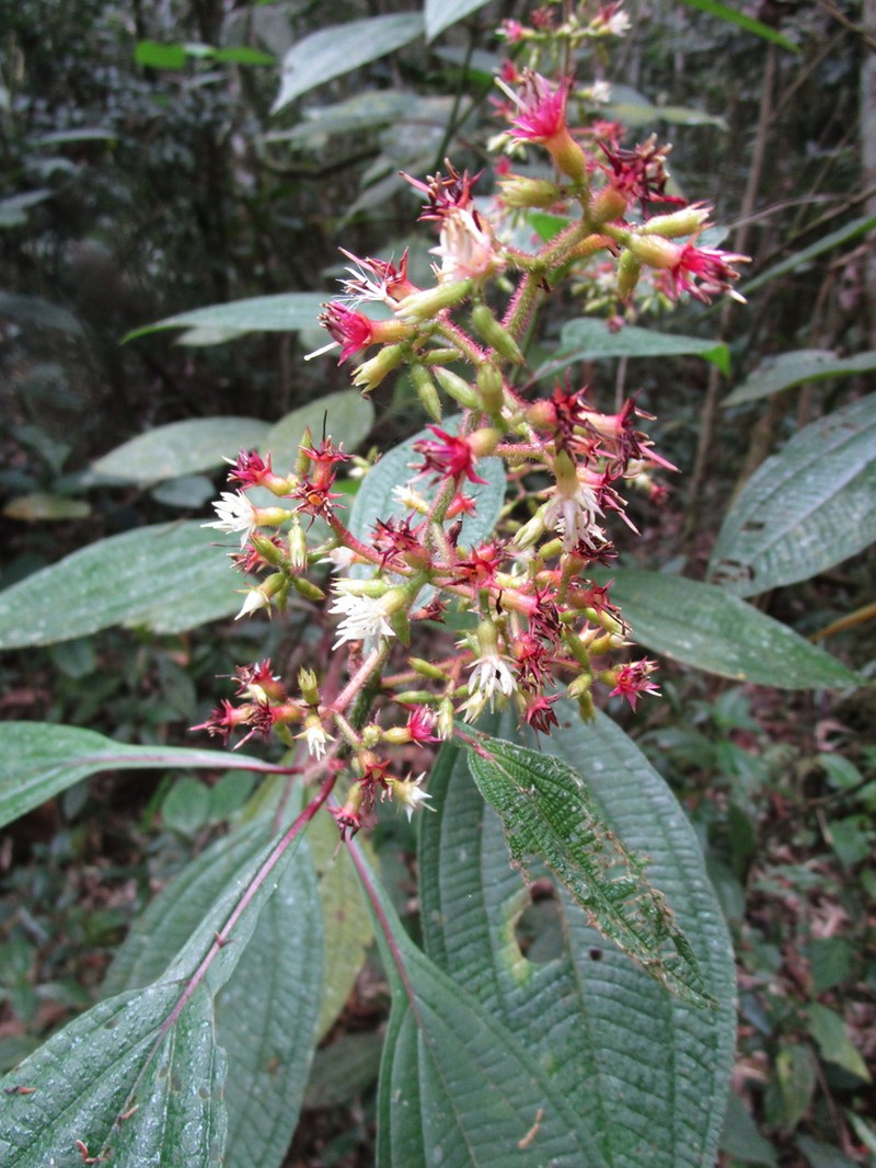 Miconia oocarpa photo 3