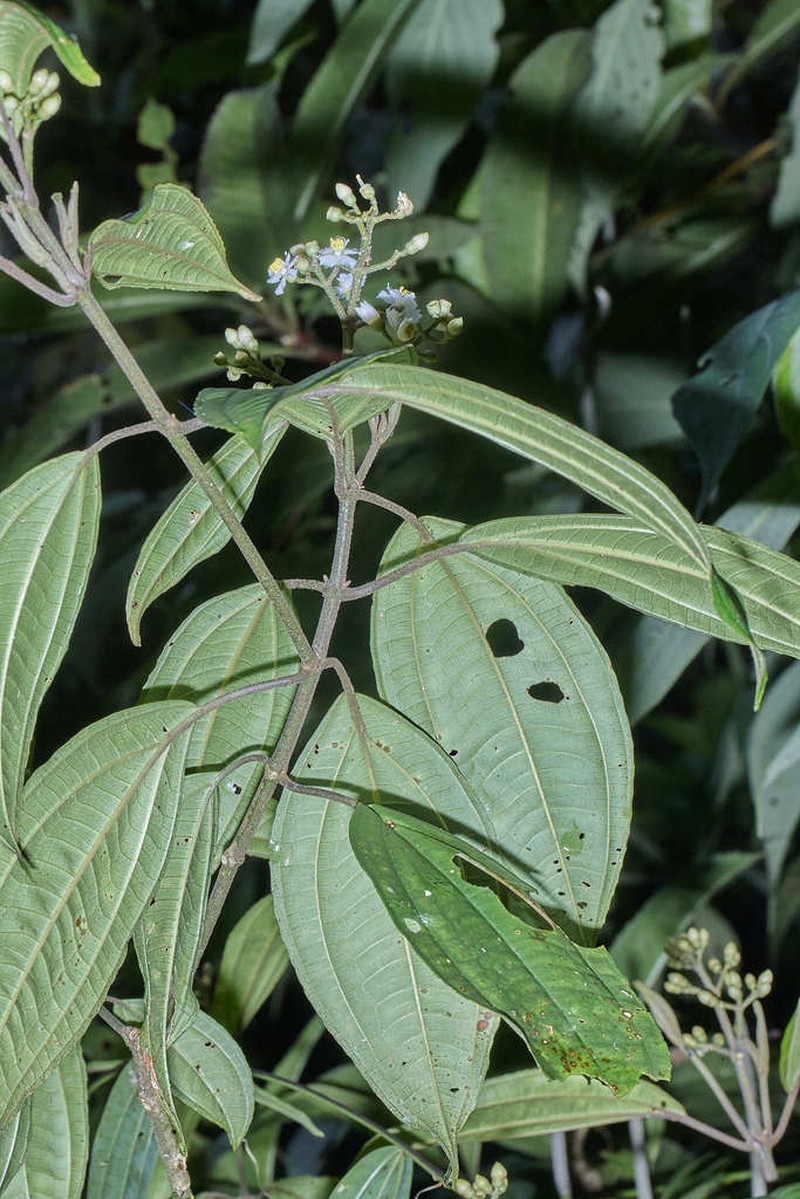 Miconia oocarpa photo 4