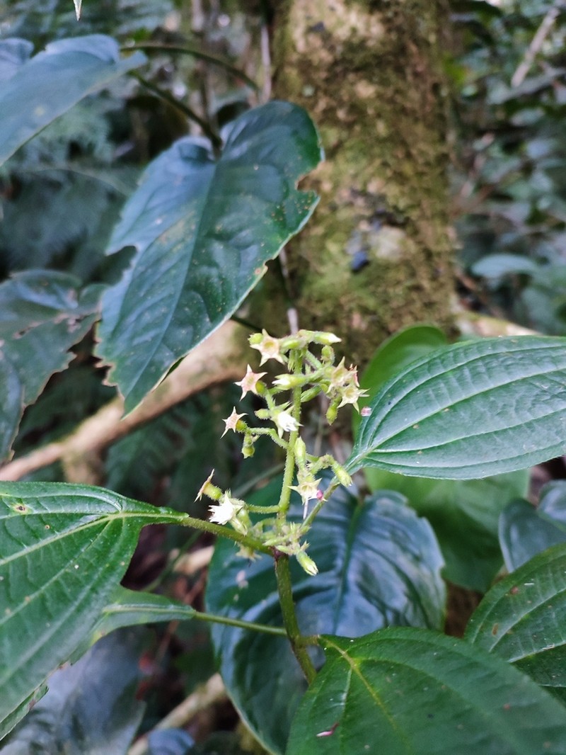 Miconia oocarpa photo 5